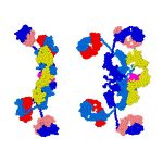 Salivary Secretory Immunoglobulin A