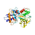 Salivary Transferrin
